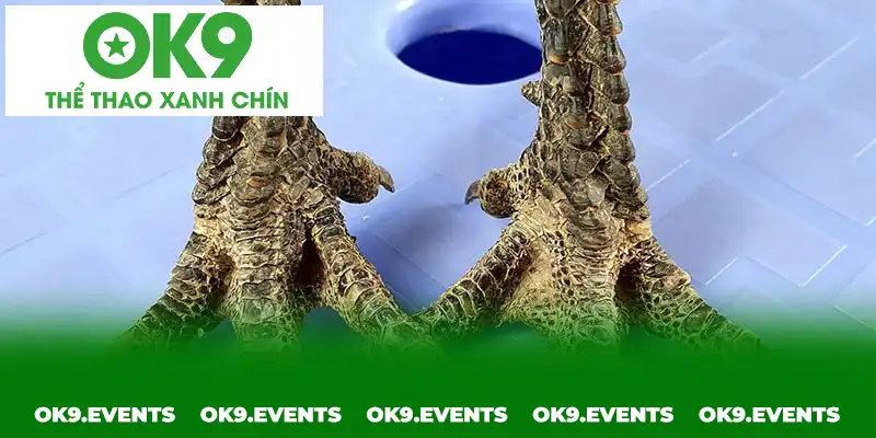 Chân Gà Vảy Rồng Chân Gà Vảy Rồng