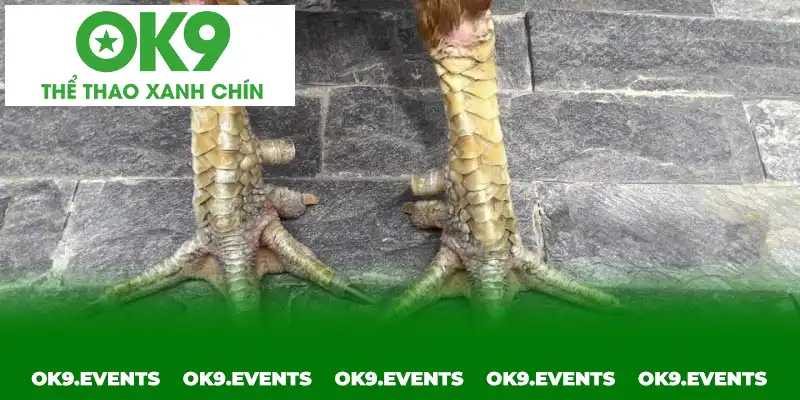 Hướng dẫn xem vảy gà đá cựa sắt và giới thiệu một số vảy thuộc hàng hiếm Hướng dẫn xem vảy gà đá cựa sắt và giới thiệu một số vảy thuộc hàng hiếm
