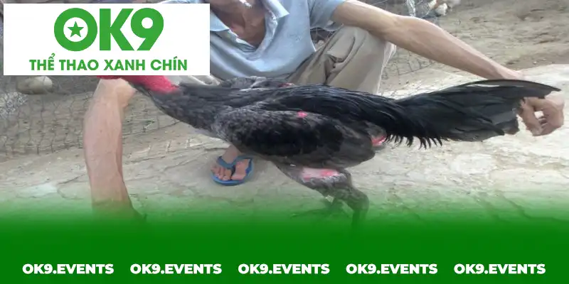 Màu chân của “đấu sĩ” là một trong những yếu tố quan trọng để sư kê chọn