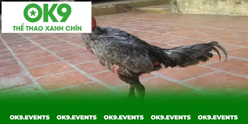 Những đấu sĩ tạo nên đẳng cấp trên toàn giới chọi kê